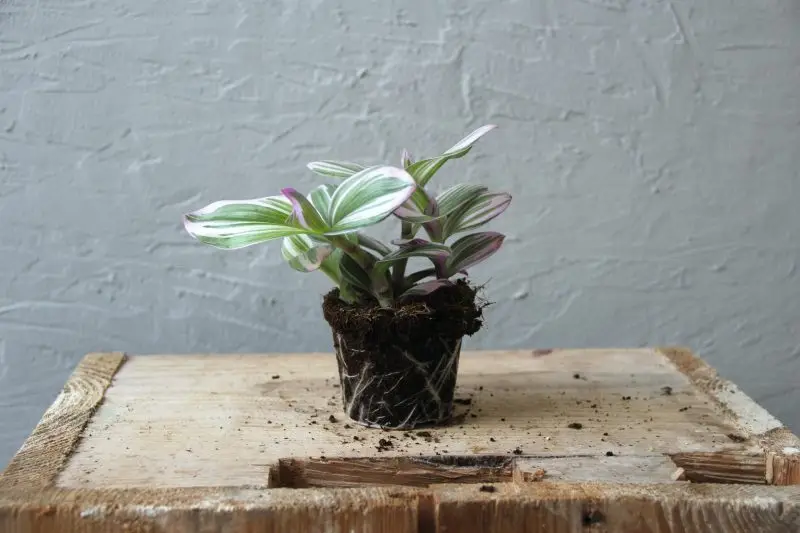 Tradescantia Albiflora Nanouk baby