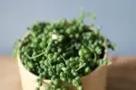 Senecio starcek Rowleyanus