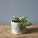Hoya krohniana Eskimo baby