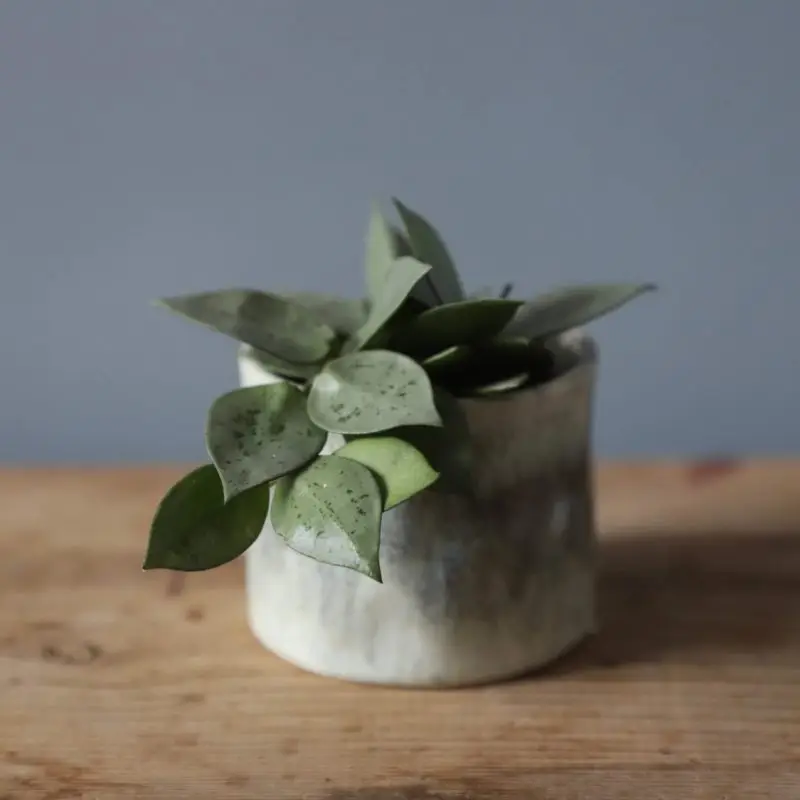 Hoya krohniana Eskimo baby