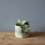 Hoya krohniana Eskimo baby