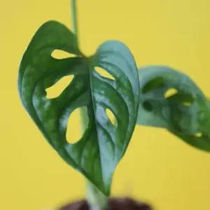 Monstera Adansonii Monkey mask baby
