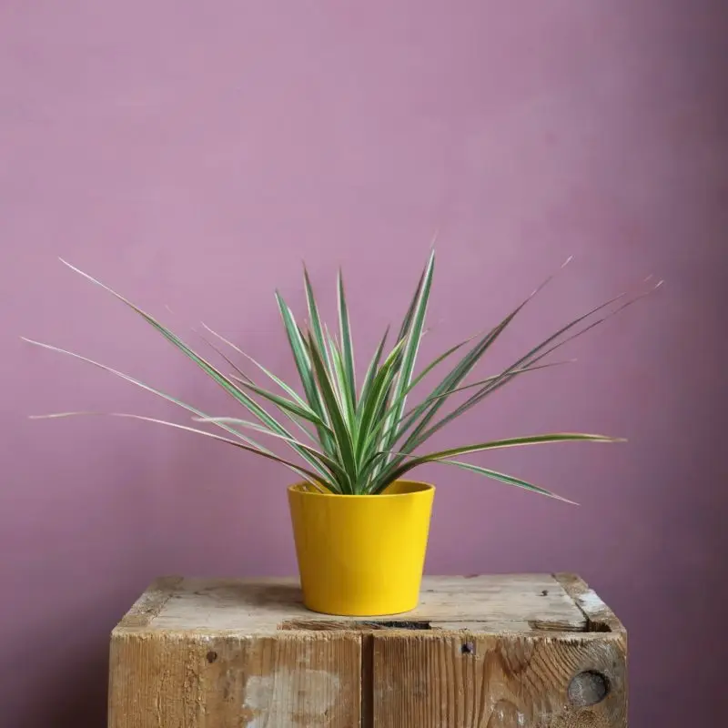 Dracaena marginata Bicolor baby