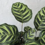 Calathea Makoyana baby
