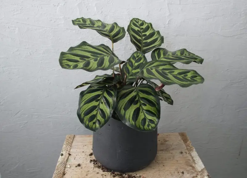 Calathea makoyana
