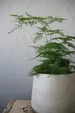 Asparagus Setaceus