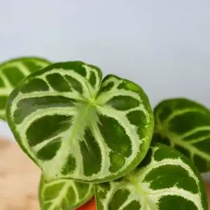 Anthurium Silver Blush baby