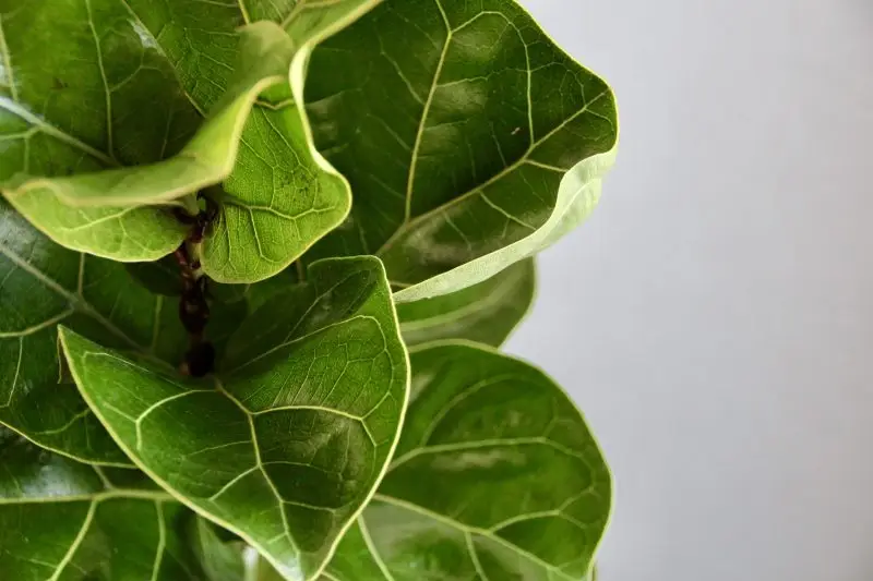 Ficus Lyrata
