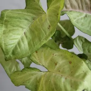 Syngonium Milk Confetti