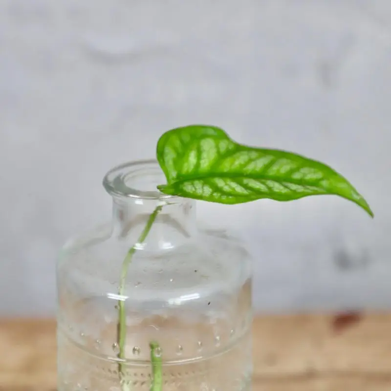 Monstera Siltepecana řízek