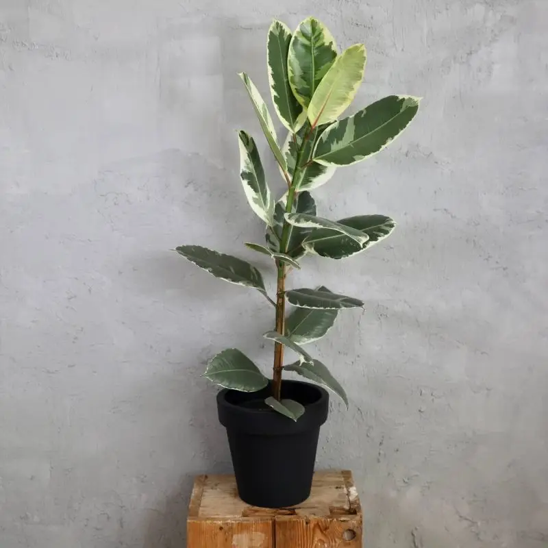 Ficus Elastica Tineke XL