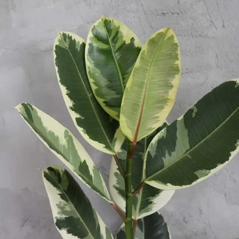 Ficus Elastica Tineke XL