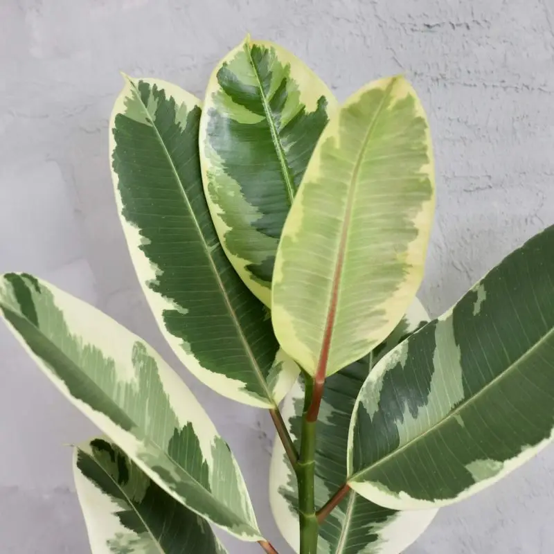 Ficus Elastica Tineke XL