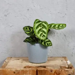 Prosperplast plastový květináč Milly round light grey Ø 10 cm