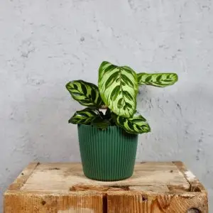 Prosperplast plastový květináč Milly round pine green Ø 10 cm