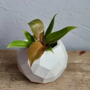Philodendron Prince of Orange baby