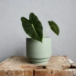 alocasia-frydek-rostlina-rostlinkovo