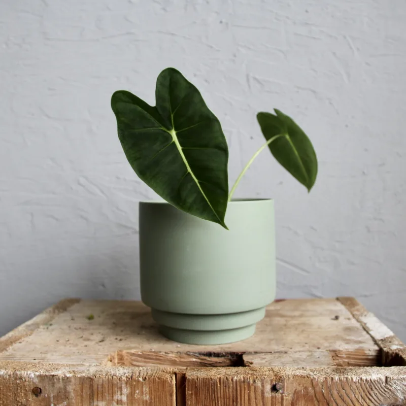 alocasia-frydek-rostlina-rostlinkovo