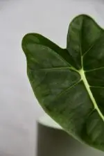 Alocasia Frydek