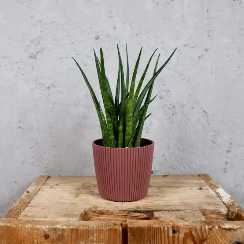 Prosperplast plastový květináč Milly round marsala Ø 10 cm