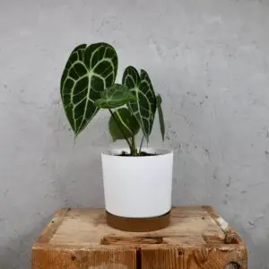 Prosperplast plastový květináč Tubo PM white Ø 18 cm