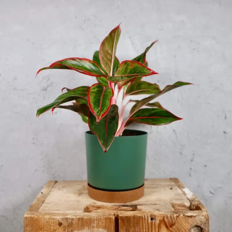 Prosperplast plastový květináč Tubo PM pine green Ø 15 cm