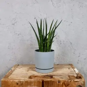 Prosperplast plastový květináč Tubo P light grey Ø 12 cm