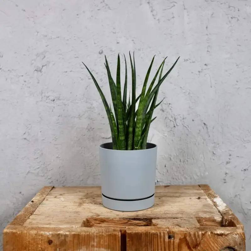 Prosperplast plastový květináč Tubo P light grey Ø 12 cm