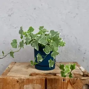 Prosperplast plastový květináč Tubo P ocean blue Ø 12 cm