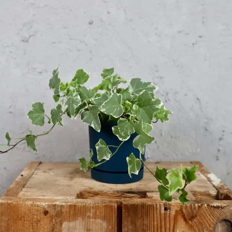 Prosperplast plastový květináč Tubo P ocean blue Ø 12 cm