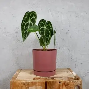 Prosperplast plastový květináč Tubo P marsala Ø 18 cm