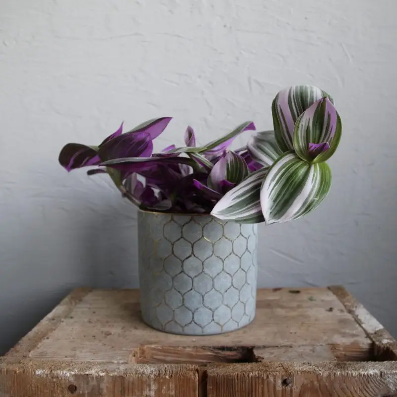 Tradescantia Albiflora Nanouk