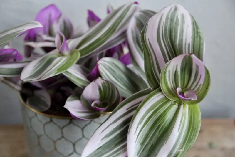 Tradescantia Albiflora Nanouk