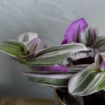 Tradescantia Albiflora Nanouk