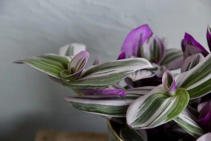 Tradescantia Albiflora Nanouk