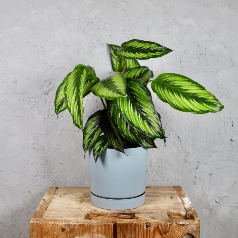 Prosperplast plastový květináč Tubo P light grey Ø 18 cm