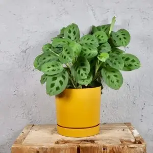 Prosperplast plastový květináč Tubo P mustard Ø 12 cm