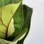 Ficus Lyrata