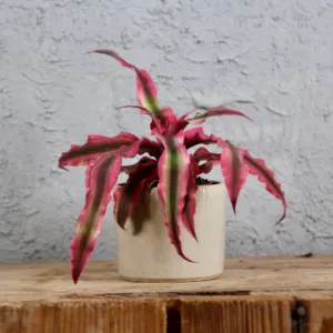cryptanthus-super-pink-sukulent-rostliny-pokojovky-rostlinkovo