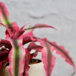 cryptanthus-super-pink-sukulent-rostliny-pokojovky-rostlinkovo