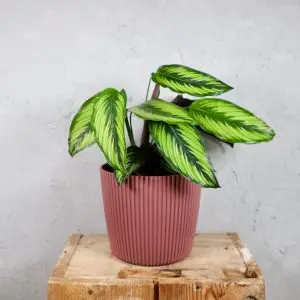 Prosperplast plastový květináč Milly round marsala Ø 14 cm