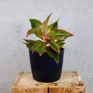 Prosperplast plastový květináč Milly round antracit Ø 17 cm