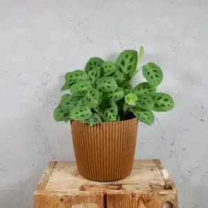 Prosperplast plastový květináč Milly round eco wood Ø 17 cm