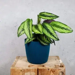 Prosperplast plastový květináč Milly round ocean blue Ø 17 cm