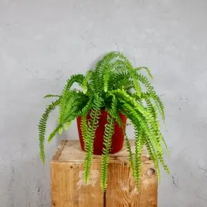 Prosperplast plastový květináč Milly round copper Ø 17 cm