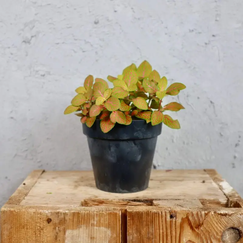 Prosperplast plastový květináč Cube Beton effect antracit Ø 18 cm