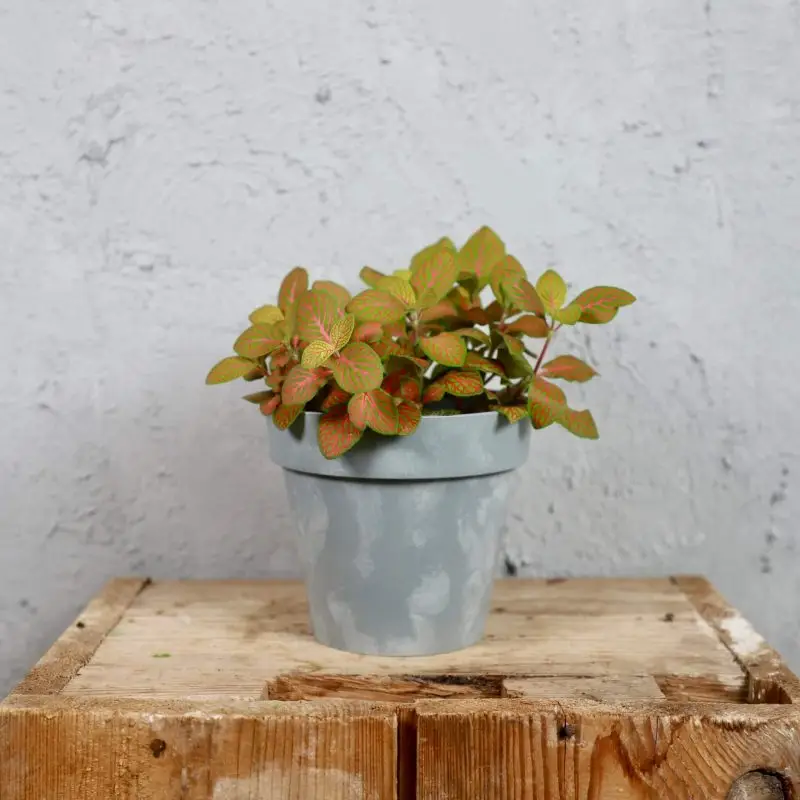 Prosperplast plastový květináč Cube Beton effect šedý Ø 12 cm