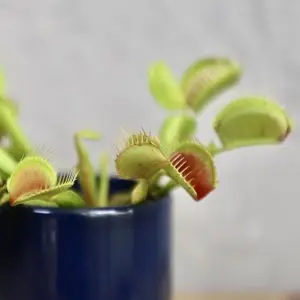 Mucholapka podivná Dionaea muscipula