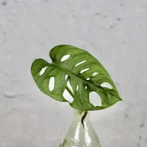 Monstera Adansonii Monkey mask řízek