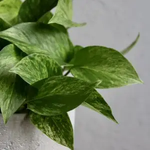 Epipremnum Pothos Marble Queen
